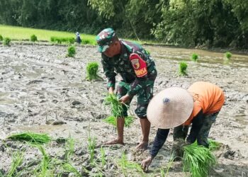 Babinsa Kodim Bojonegoro Bantu Petani Tingkatkan Produktivitas Padi 