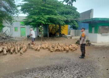 Warga Desa Glagaharum Dukung Program Ketahanan Pangan Nasional Lewat Ternak Bebek Petelur