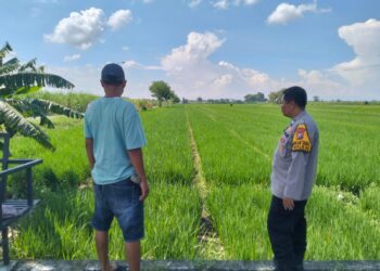 Polisi di Sidoarjo Terjun ke Sawah, Ini Tujuannya 