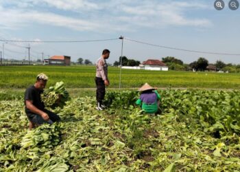 Dukung Program Ketahanan Pangan Nasional, Bhabinkamtibmas Desa Wonokasian Tinjau Lahan Pekarangan Bergizi Warga