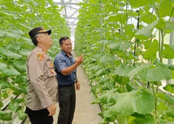 Kapolsek Tarik Tinjau Kebun Melon Hidroponik di Desa Gempol Klutuk