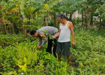Solid! Polisi di Gedangan Bersama Petani Kembangkan Pekarangan Bergizi