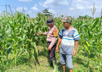 Polsek Balongbendo Sambangi Lahan Pekarangan Bergizi di Desa Bakungtemenggungan