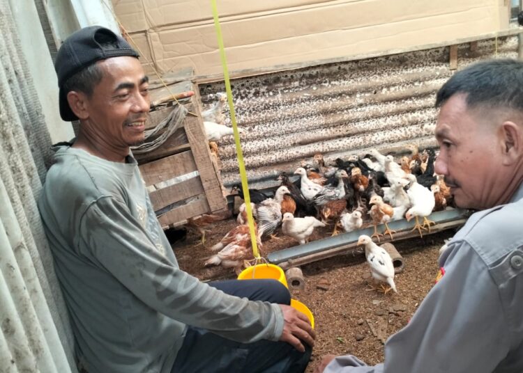 Kolaborasi Bhabinkamtibmas bersama Peternak Ayam Petelur Desa Jatikalang Krian, Langkah Strategis Perkuat Ketahanan Pangan
