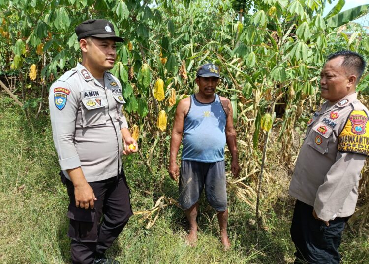 Kapolsek Balongbendo Tinjau Lahan Jagung Warga, Dukung Program Ketahanan Pangan