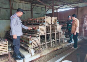 Sukseskan Ketahanan Pangan, Bhabinkamtibmas Pademonegoro Edukasi Peternak Ayam Petelur