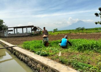 Polisi Cinta Petani, Dukung Ketahanan Pangan Sayur Kangkung di Dusun Kedungbulus