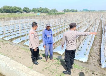 Polsek Balongbendo Dukung Ketahanan Pangan Desa Seduri, Wujudkan Pekarangan Produktif Tanaman Lombok