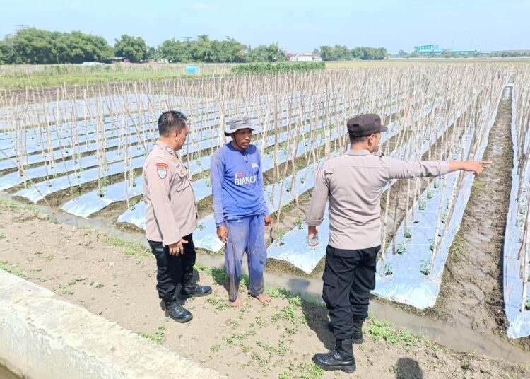 Polsek Balongbendo Dukung Ketahanan Pangan Desa Seduri, Wujudkan Pekarangan Produktif Tanaman Lombok