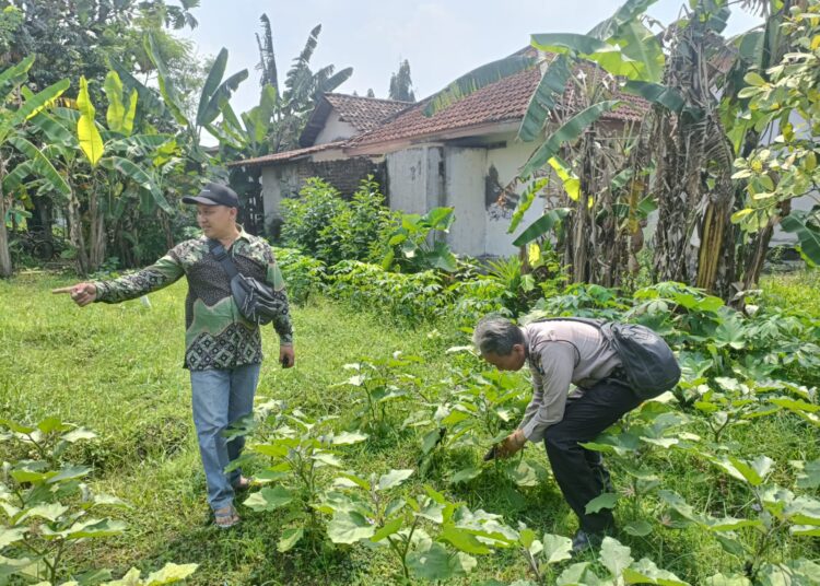 Dukungan Ketahanan Pangan, Sekolah di Prambon Sidoarjo Manfaatkan Pekarangan Kosong