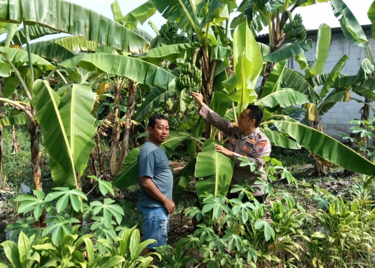Optimalisasi Lahan Pekarangan Pangan Bergizi, Bhabinkamtibmas Sidoarjo Tinjau Kebun Pisang Warga