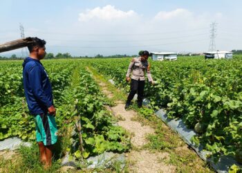 Polsek Tarik Sambang Ketahanan Pangan Desa Mergosari di Lahan Semangka