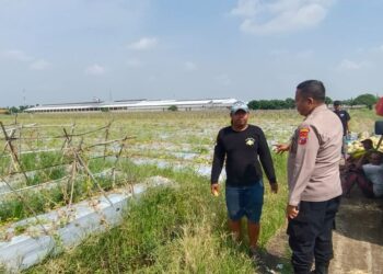 Polisi Cinta Petani, Bhabinkamtibmas Desa Pilang Bangga dengan Panen Melon