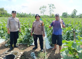 Dukung Han Pangan, Bhabinkamtibmas Dampingi Perawatan Tanaman Hortikultura di Desa Bakungpringgodani