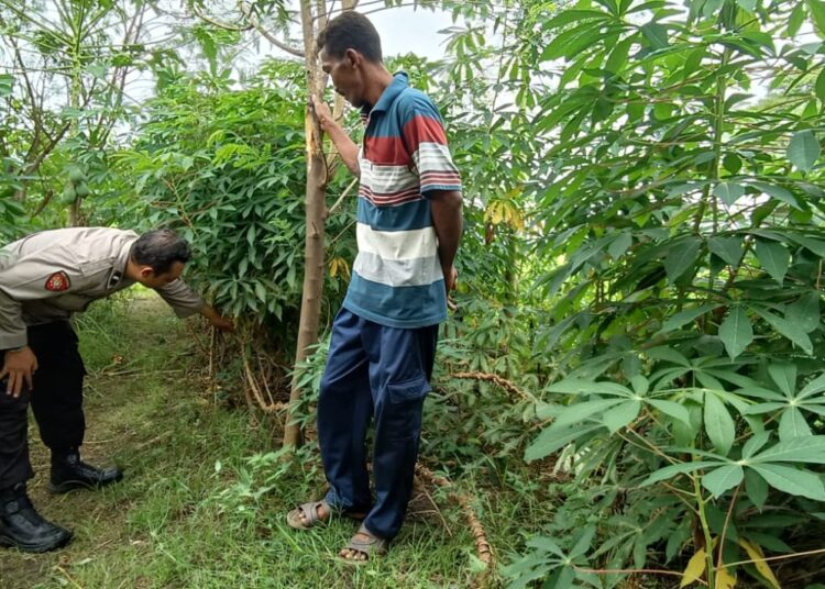 Bhabinkamtibmas Banjarwungu Polsek Tarik Bersama Warga Tinjau Perkembangan Tanaman Singkong di Lahan P2B