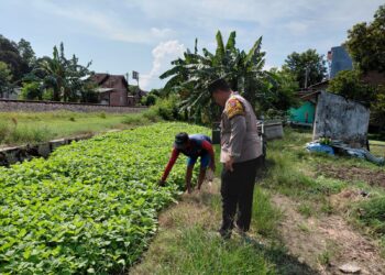 Motivasi Ketahanan Pangan, Polisi Cek Perkembangan Lahan Sayur di Desa Pangkemiri
