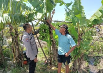 Bhabinkamtibmas Sidokepung Dampingi Warga Budidaya Pisang untuk Ketahanan Pangan