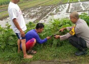 Implementasi Ketahanan Pangan, Bhabinkamtibmas Desa Kemantren Tinjau Lahan Pertanian Terong