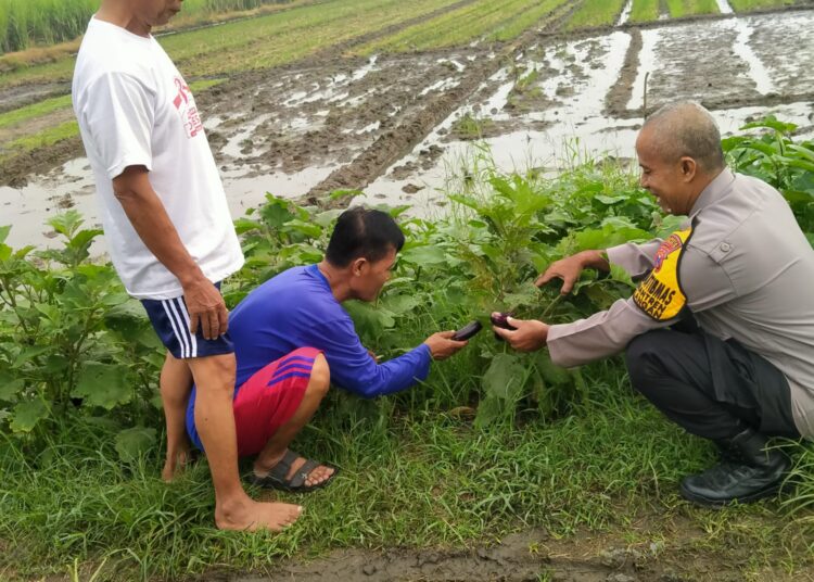 Implementasi Ketahanan Pangan, Bhabinkamtibmas Desa Kemantren Tinjau Lahan Pertanian Terong