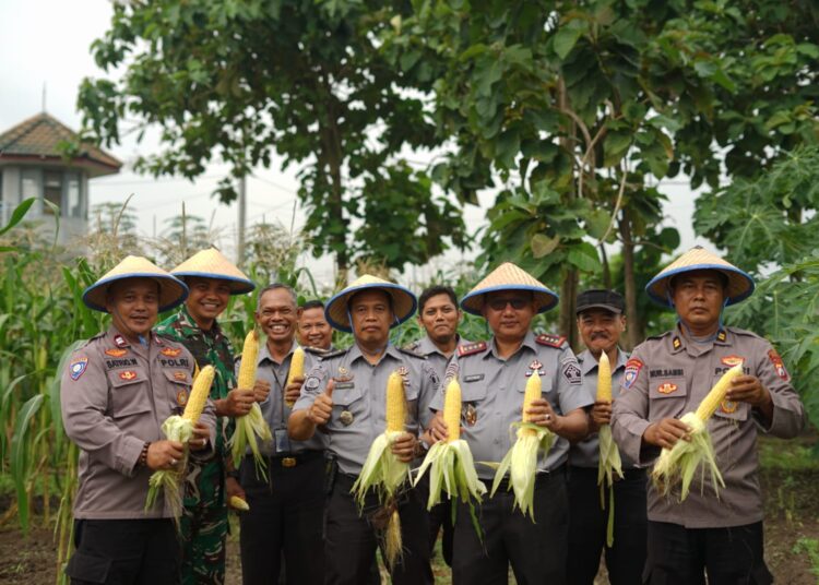 Tingkatkan Produktifitas Ketahanan Pangan, Lapas Kelas I Surabaya di Porong Panen Jagung Manis
