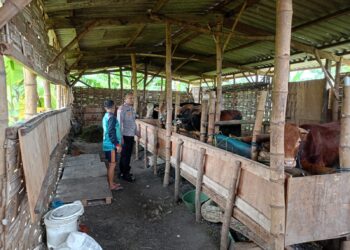 Jelang Idul Adha, Peternak Sapi di Sidoarjo Agar Lebih Perhatikan Kesehatan Hewan Kurban