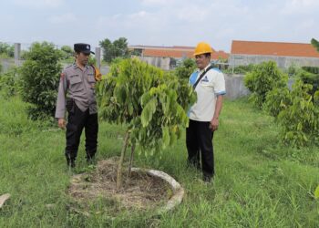 Pemanfaatan Lahan Kosong di Desa Sidodadi Dukung Ketahanan Pangan Nasional