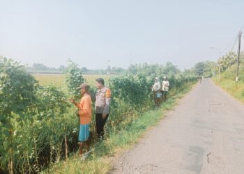 Polsek Krembung Dukung Ketahanan Pangan, Panen Kacang Panjang di Desa Kedungrawan
