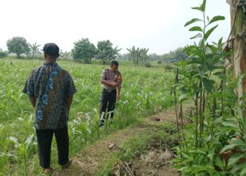 Wujud Polisi Cinta Petani di Balongbendo Kompak Pantau Perkembangan Tanaman Jagung