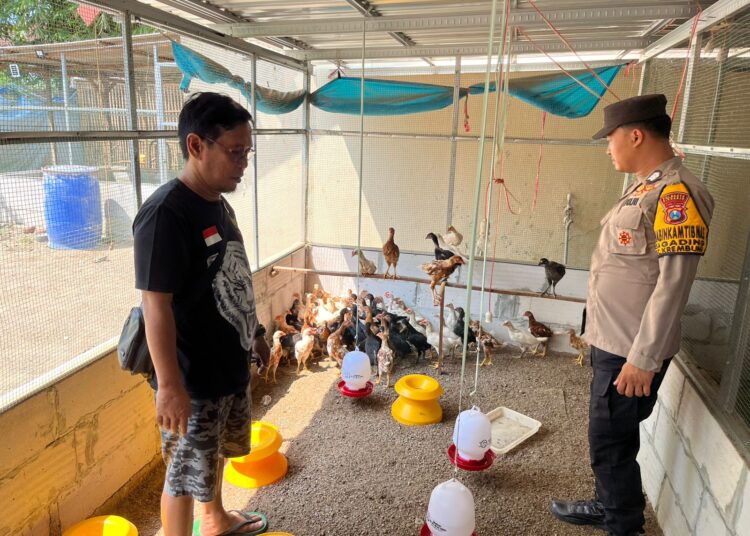 Optimalkan Han Pangan, Polsek Krembung Tinjau Peternakan Ayam Kampung di Desa Gading