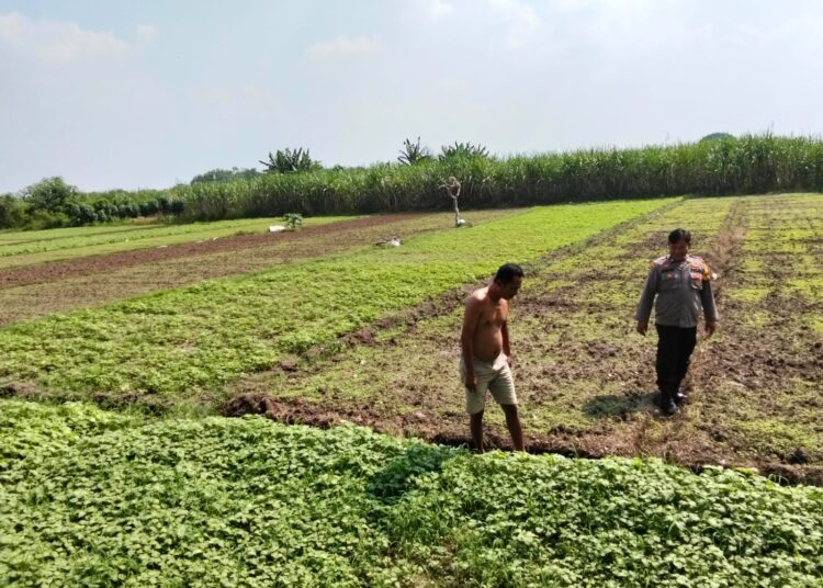 Kanit Binmas Polsek Prambon Tunjukkan Kepedulian Lewat Patroli Sambang Petani