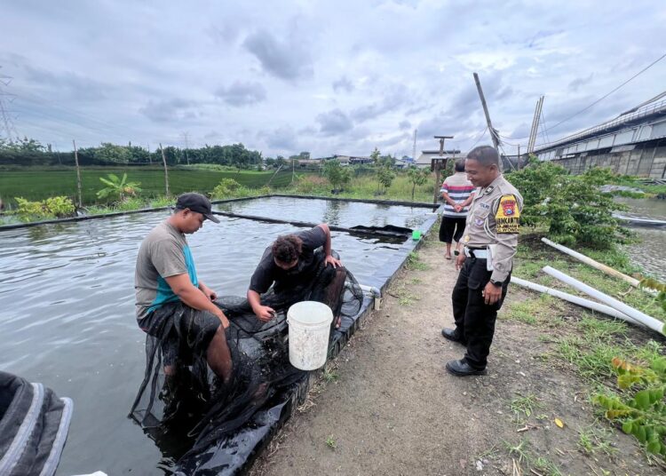 Polsek Wonoayu Apresiasi Perkembangan Program Han Pangan pada Budidaya Ikan Mujair di Jimbaran Wetan
