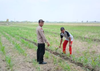 Petani Desa Seketi Diedukasi Tentang Perawatan Lahan Jagung, Demi Sukseskan Han Pangan Nasional