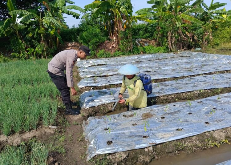 Polsek Tarik Optimalkan Ketahanan Pangan Polresta Sidoarjo, Kunjungi Perkebunan Cabai Warga Singogalih