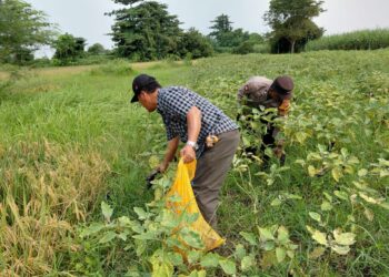 Wujud Polisi Cinta Petani Tinjau Lahan Terong untuk Ketahanan Pangan Bergizi