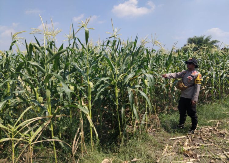 Polsek Balongbendo, Optimalkan Pendampingan Ketahanan Pangan Tanaman Jagung