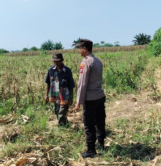 Polsek Tarik Gencarkan Patroli Ketahanan Pangan Perkebunan Jagung