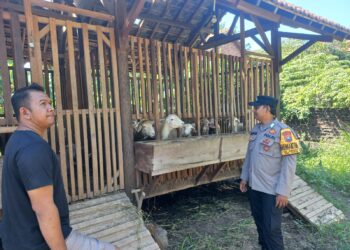 Dukung Han Pangan, Manfaatkan Lahan Kosong untuk Peternakan Kambing Etawa di Desa Jemundo