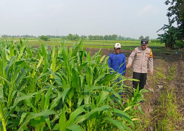 Polisi Cinta Petani, Polsek Krembung Cek Lahan Jagung