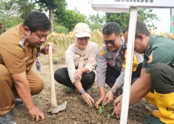 Pemkab Bojonegoro Gandeng PT Sewu Segar Nusantara Tanam Pepaya