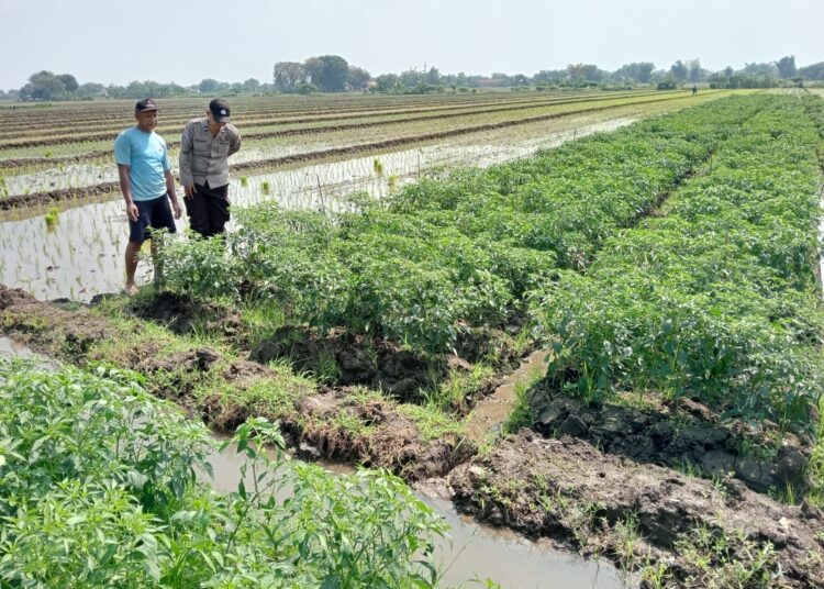Polsek Tarik Masifkan Patroli Ketahanan Pangan, Turun Langsung Sambang Petani Cabai