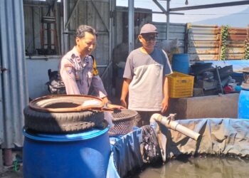 Polsek Krembung Dukung Swasembada Pangan, Dampingi Budidaya Lele di Desa Ploso