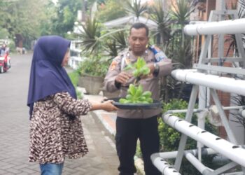 Pemanfaatan Lahan Sempit untuk Swasembada Pangan, Warga Sumorame Kelola Sawi Hidroponik