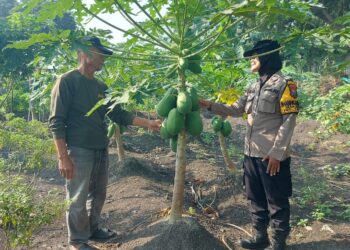 Polsek Taman Dampingi Penanaman Pepaya di Desa Gilang