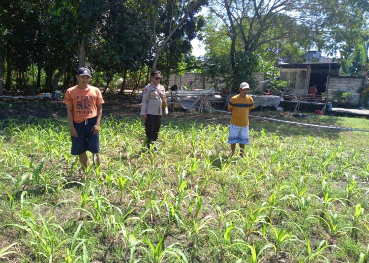 Polisi Peduli, Kanit Binmas Polsek Krembung Dampingi Perawatan Jagung di Desa Lemujut