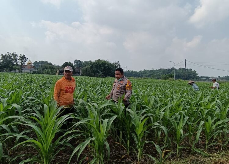 Implementasi Ketahanan Pangan, Polsek Tarik Gencarkan Sambang Desa