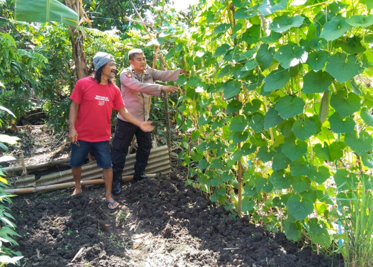 Polsek Porong Optimalisasi Ketahanan Pangan Lewat Program P2B di Desa Wunut