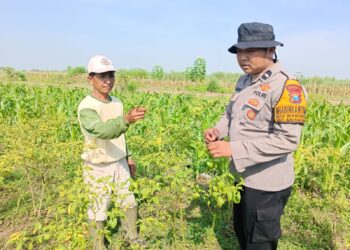 Bhabinkamtibmas Desa Waruberon Laksanakan Patroli Sambang Lahan Ketahanan Pangan P2B