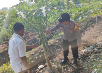 Bhabinkamtibmas Taman Ajak Lestarikan Pepaya, Wujudkan Han Pangan Bergizi