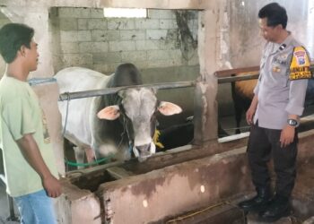 Optimalkan Ketahanan Pangan, Polsek Krembung Motivasi Peternak Sapi