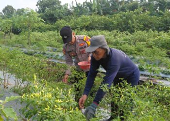 Dukung Ketahanan Pangan, Bhabinkamtibmas Sambibulu Tinjau Lahan Hortikultura Warga